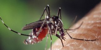 Zika Virus: So far 28 patients of Zika in Kerala: know everything about this mosquito-borne virus