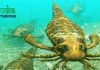 Gigantic 8-foot sea scorpions, significantly larger than humans found by scientists