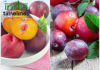 Health Benefits of Plums