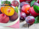 Health Benefits of Plums