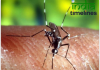 West Nile Virus