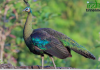 Top 10 Most Beautiful and Largest Peacocks in the World