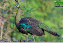 Top 10 Most Beautiful and Largest Peacocks in the World