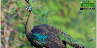 Top 10 Most Beautiful and Largest Peacocks in the World