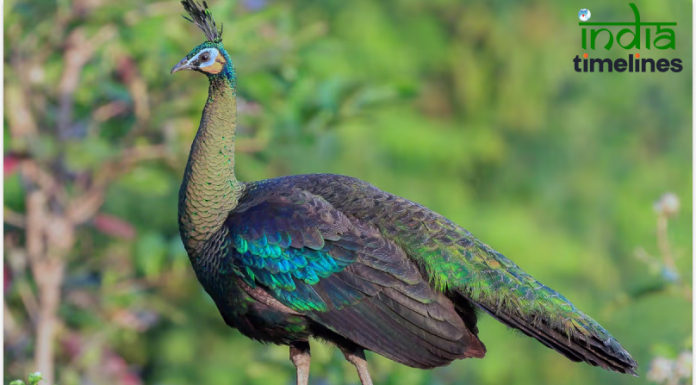 Top 10 Most Beautiful and Largest Peacocks in the World