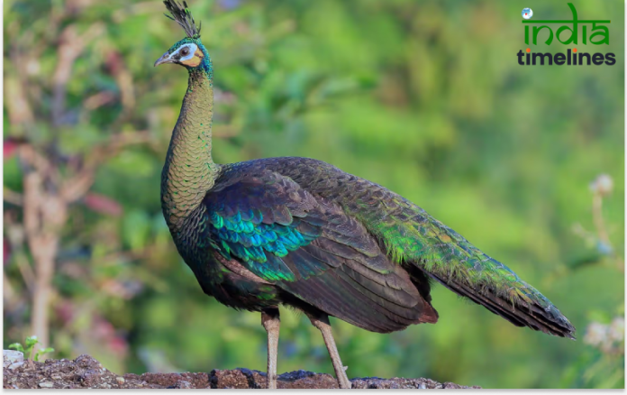 Top 10 Most Beautiful and Largest Peacocks in the World