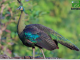 Top 10 Most Beautiful and Largest Peacocks in the World